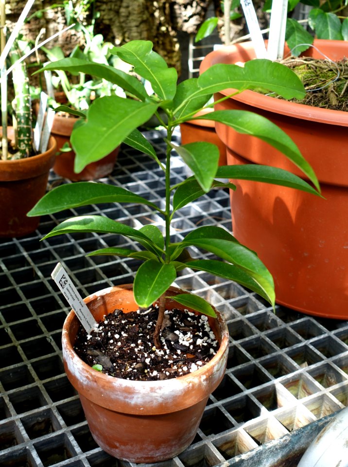 Manilkara zapota 'Alano' - Lyman Plant House, Smith College - DSC02012