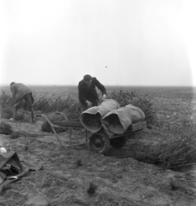 Mannen, werkzaamheden, kruiwagens, struiken, Bestanddeelnr 251-8294
