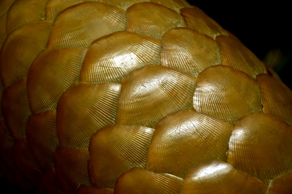 Manis javanica Detail Musée d'Histoire Naturelle Tournai 27122015 1
