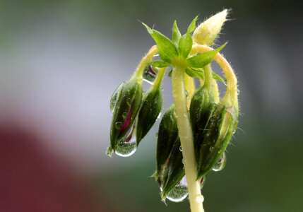 Wet beaded closed buds a geranium
