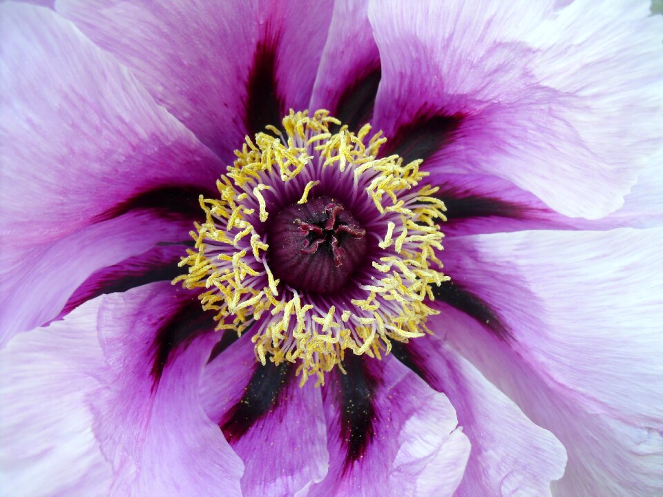 England flora flower