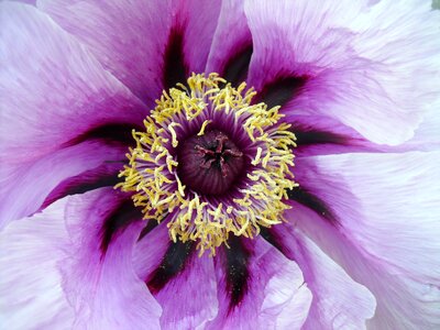 England flora flower