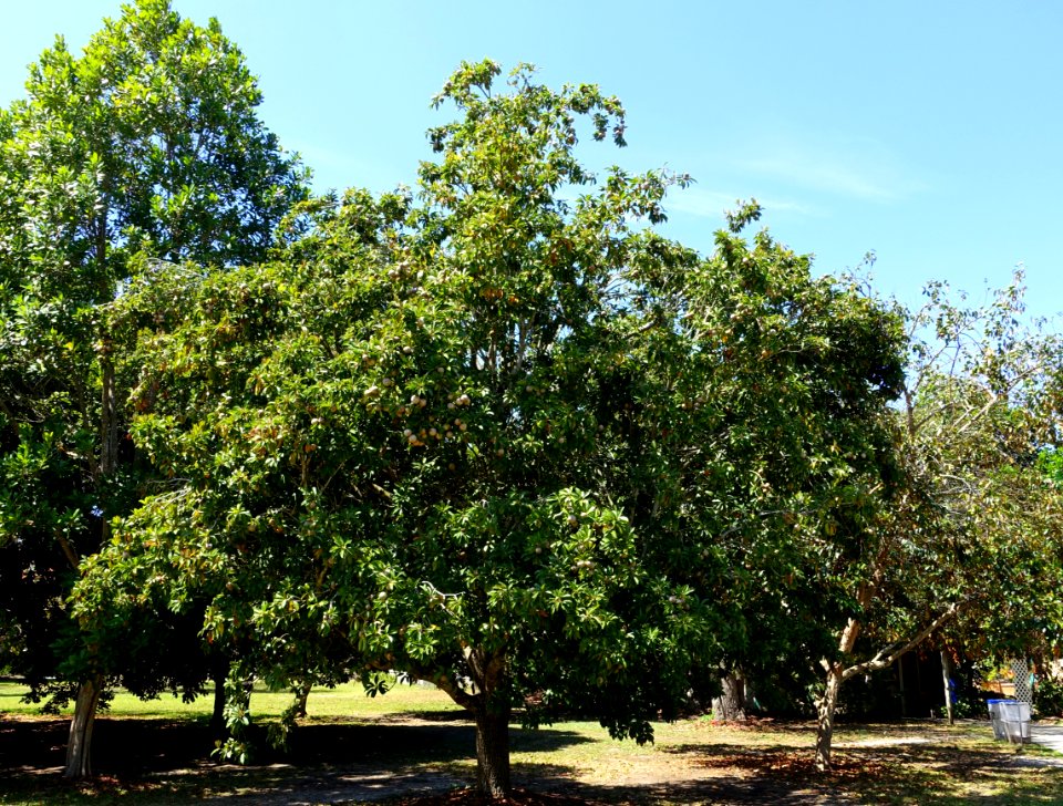 Manilkara zapota - Fruit and Spice Park - Homestead, Florida - DSC09126