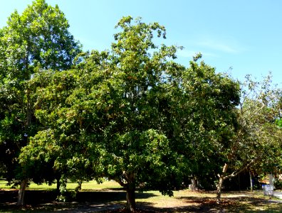 Manilkara zapota - Fruit and Spice Park - Homestead, Florida - DSC09126
