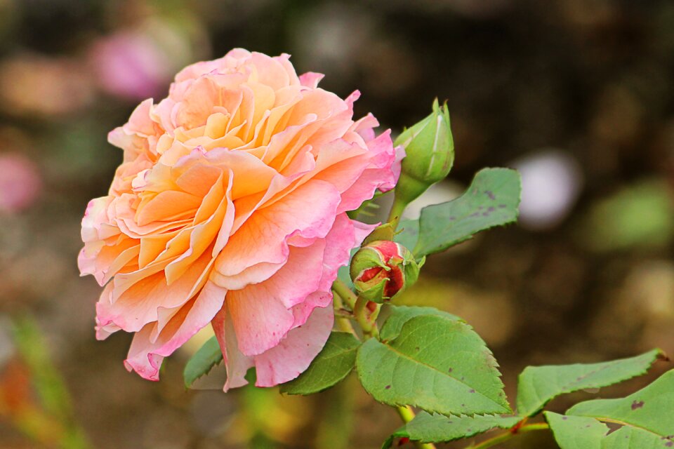 Bloom floribunda garden
