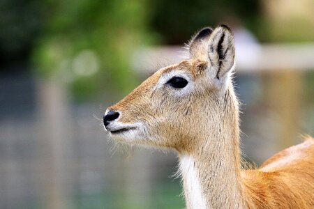 Wild wildlife mammal