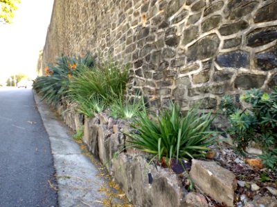 Manly Retaining Wall plantings