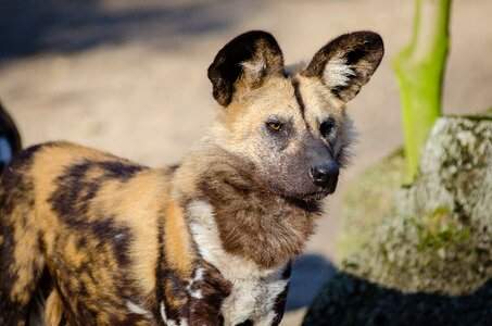 Canine close-up creature