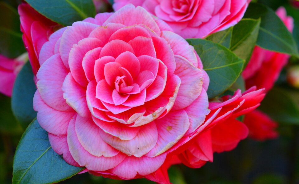 Flower blossom bloom
