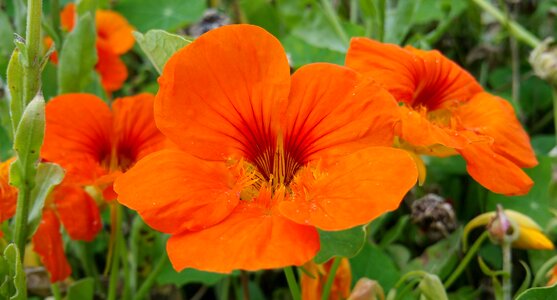 Summer flower orange flower colorful flowers