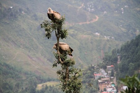 Bird nature prey