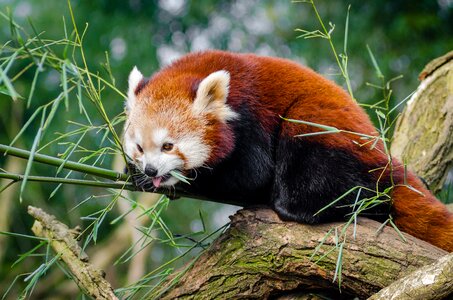 Red panda tree wildlife photo