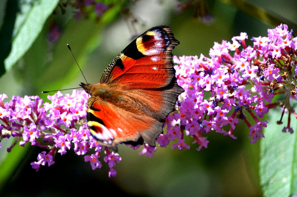Insect nature summer