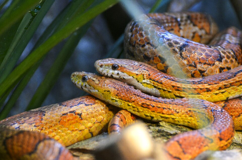 Pantherophis guttatus animal world