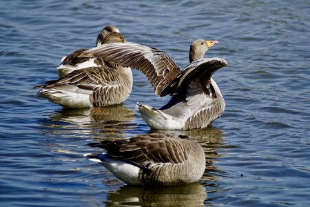Water bird migratory bird animal
