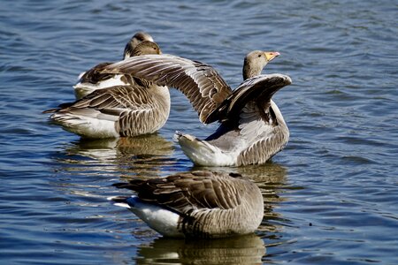 Water bird migratory bird animal photo