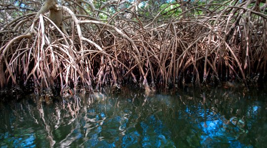 Mangroves in the Restinga Lagoon