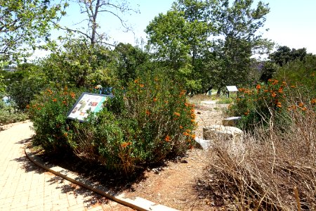 Manhattan Beach Botanical Garden - Manhattan Beach, CA - DSC01309