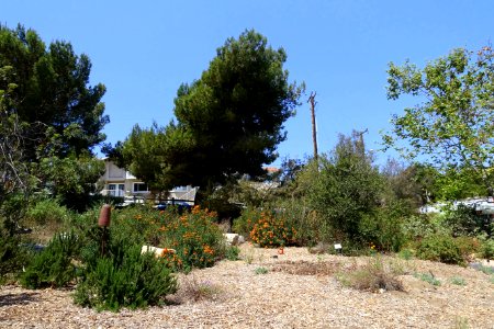 Manhattan Beach Botanical Garden - Manhattan Beach, CA - DSC01333