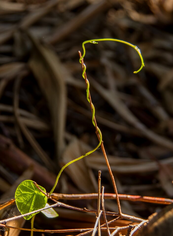 Seedling rainforest climbing