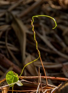 Seedling rainforest climbing