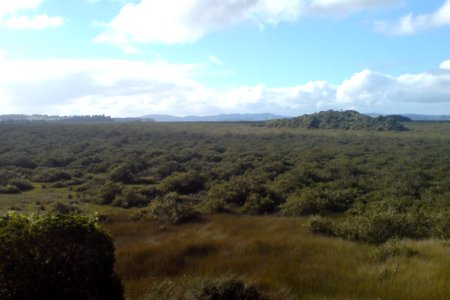 Mangroves West Coast Kaipara Harbour