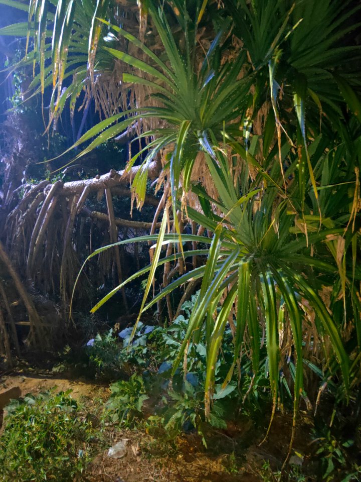 Mangrove trees in Digha 3
