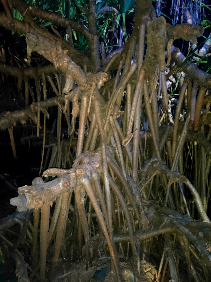 Mangrove trees in Digha 2