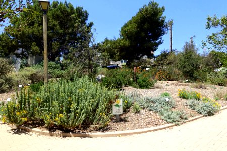 Manhattan Beach Botanical Garden - Manhattan Beach, CA - DSC01339