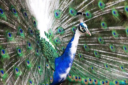 Pattern peacock peafowl