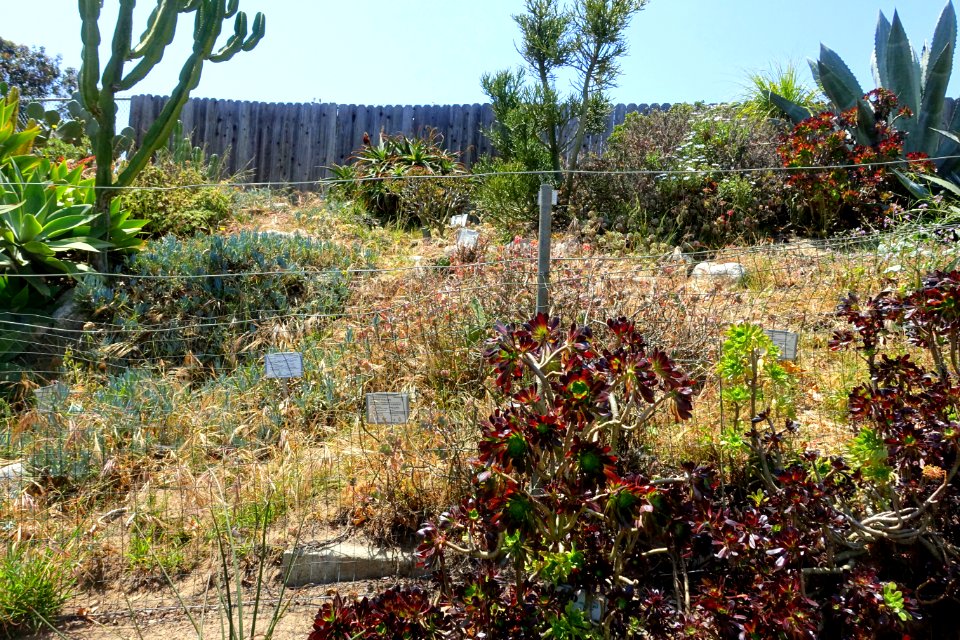 Manhattan Beach Botanical Garden - Manhattan Beach, CA - DSC01232