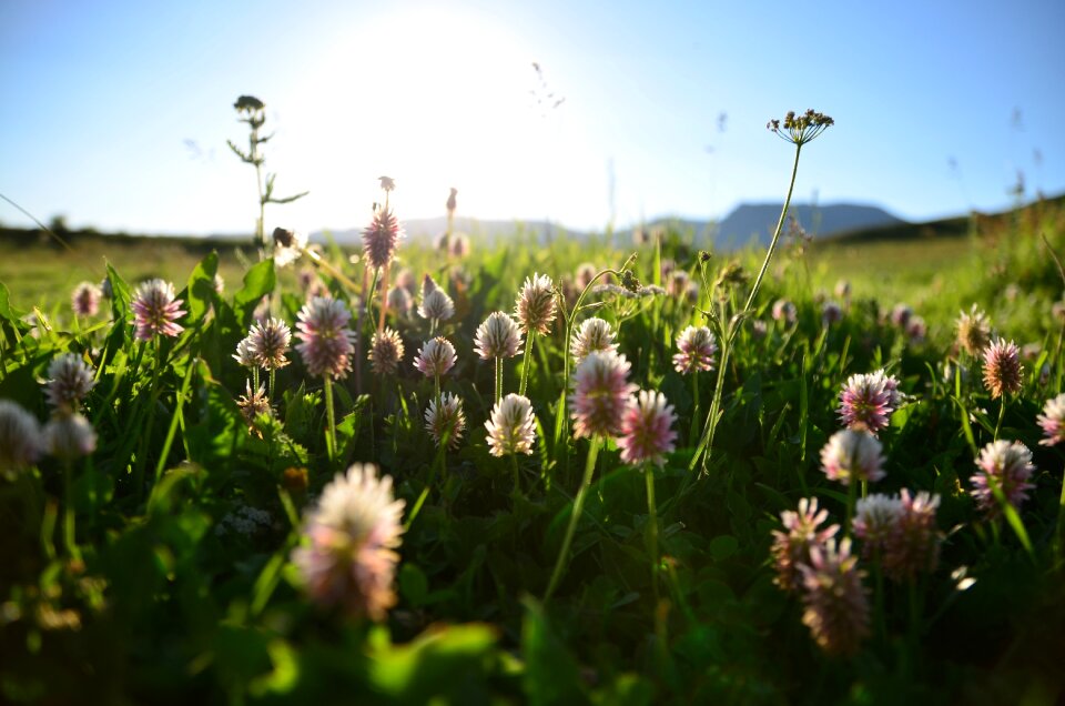Kaçkars grassland natur