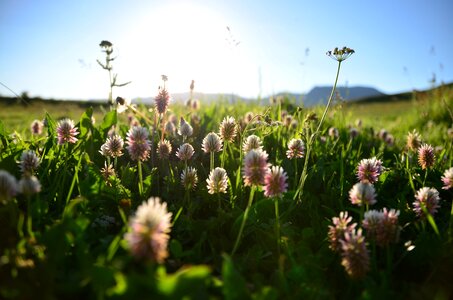 Kaçkars grassland natur photo