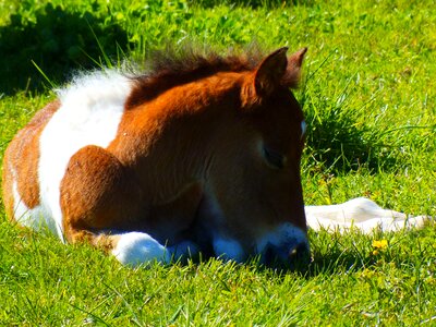 Prairie horse green