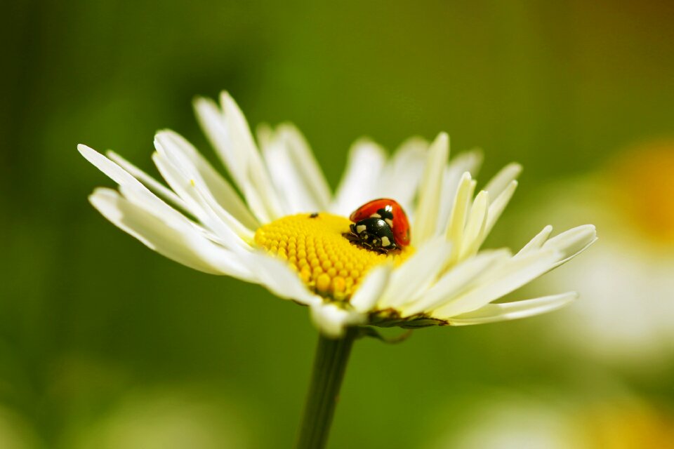 Daisy flower close up