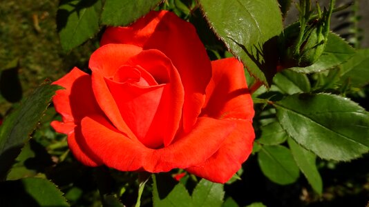 Rose blooms red rose flower photo