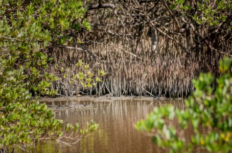 Mangroves in El Guamache