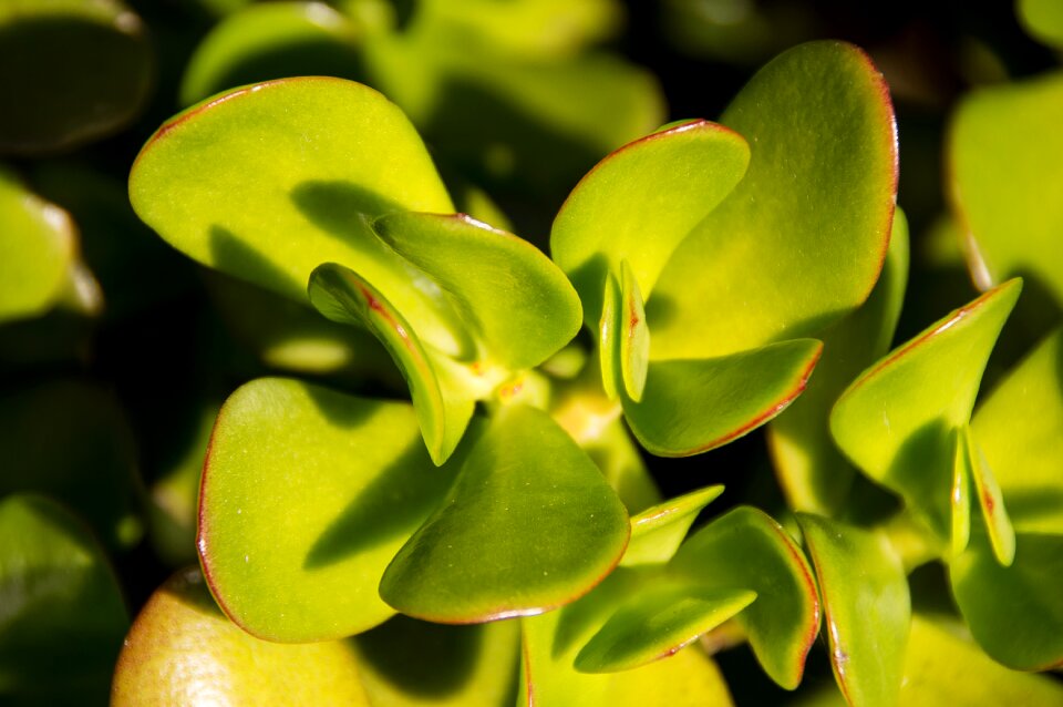 Green leaves garden
