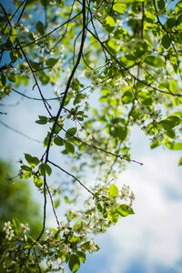 Leaves garden summer