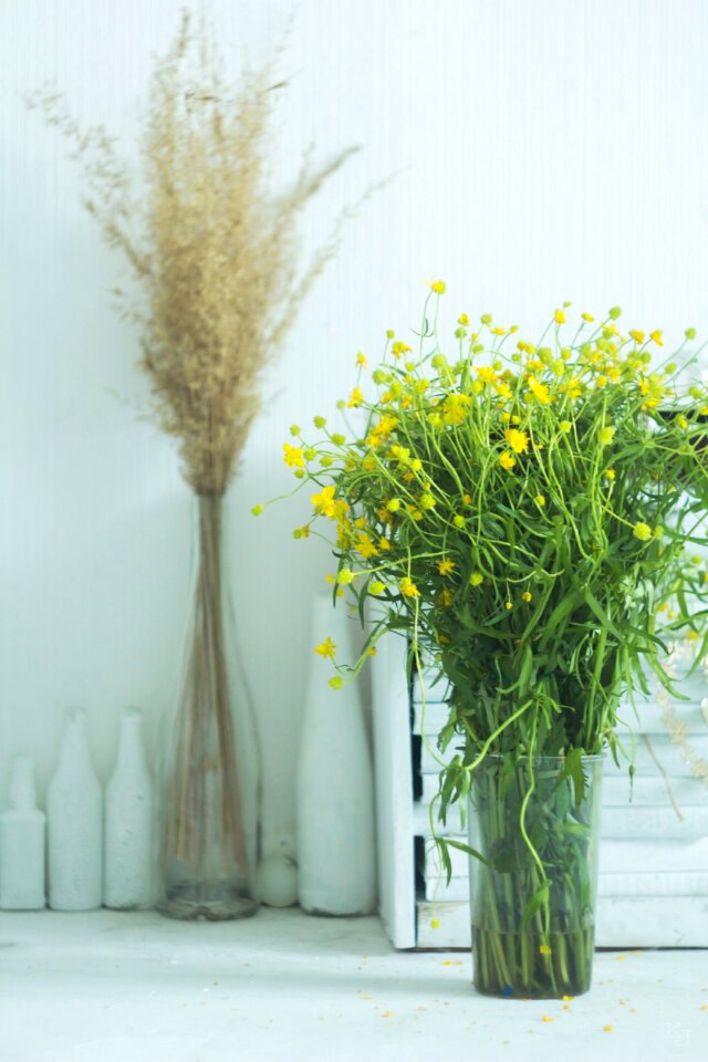 Buttercups summer flowers plant