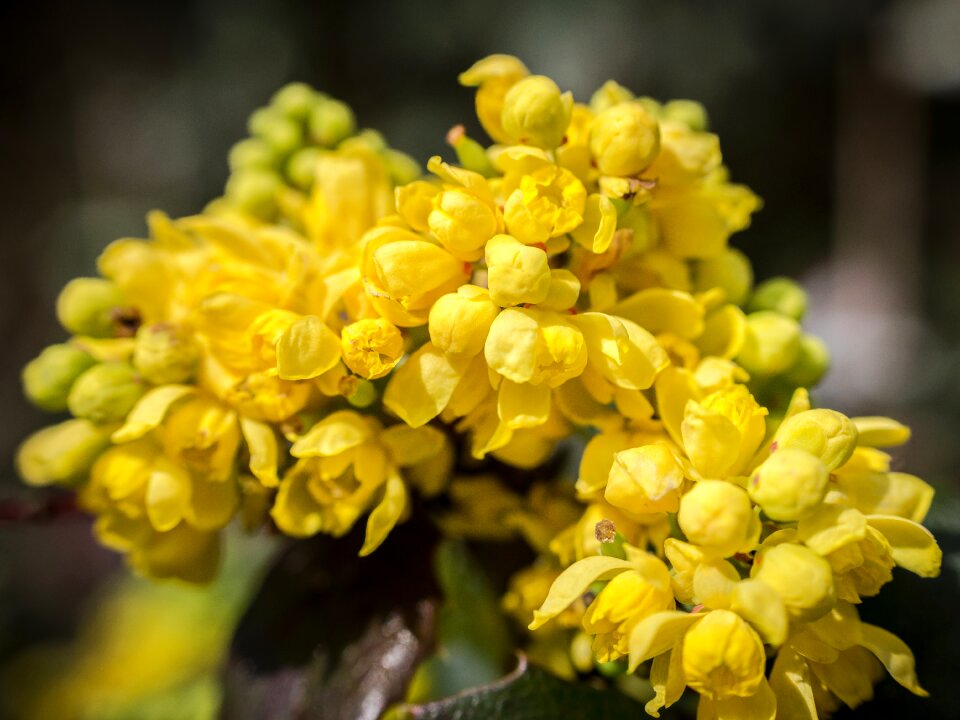 Flowers spring bloom