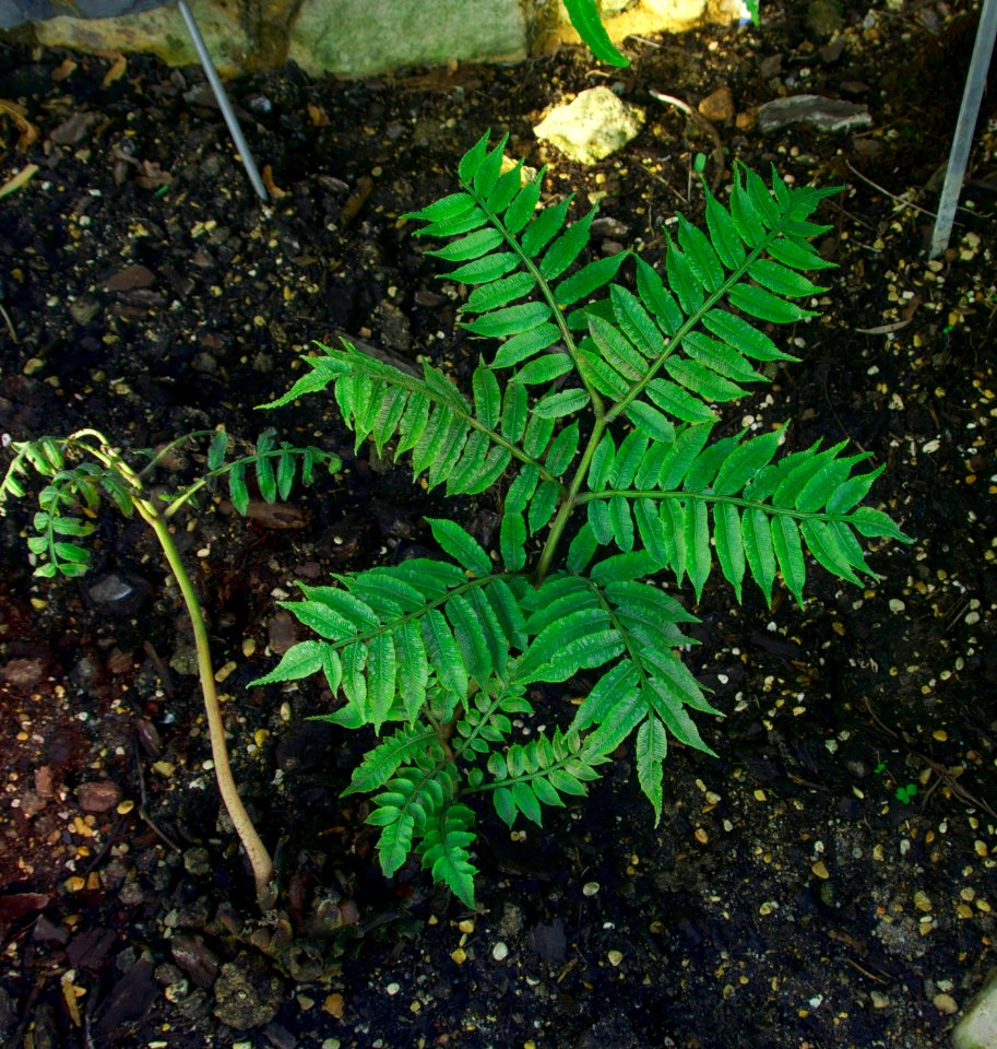 Marattia purpurascens JdP