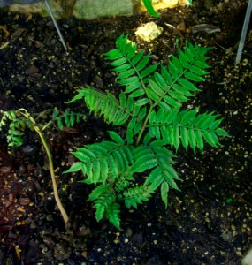 Marattia purpurascens JdP