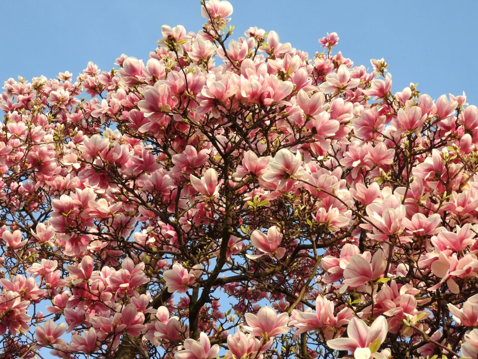 Plant pink blooming