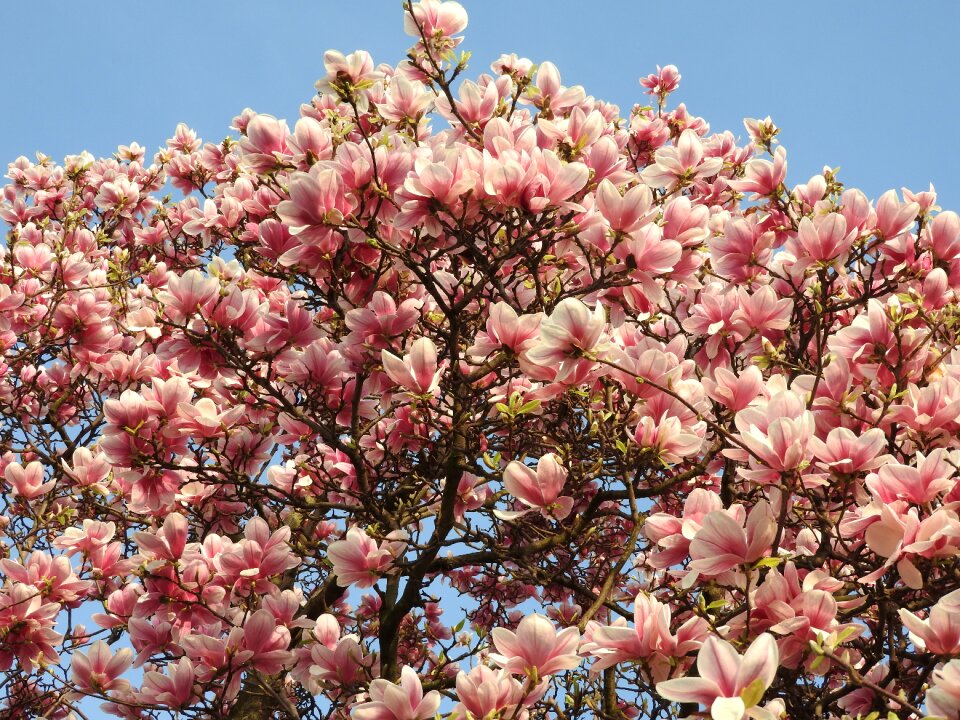 Plant pink blooming photo