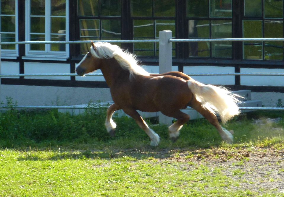 Marbach Schwarzwälder Trab