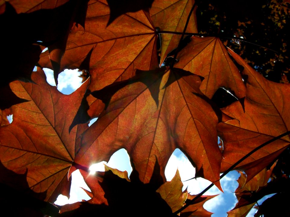Maple leaves contre-jour