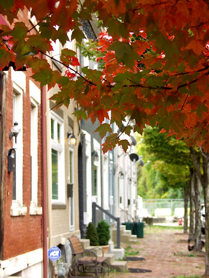 Maple Leaves, Jane Street, South Side, 2019-10-26