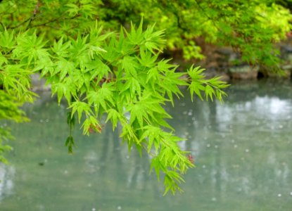 Maple leaves in rain - Toji - Kyoto, Japan - DSC07079