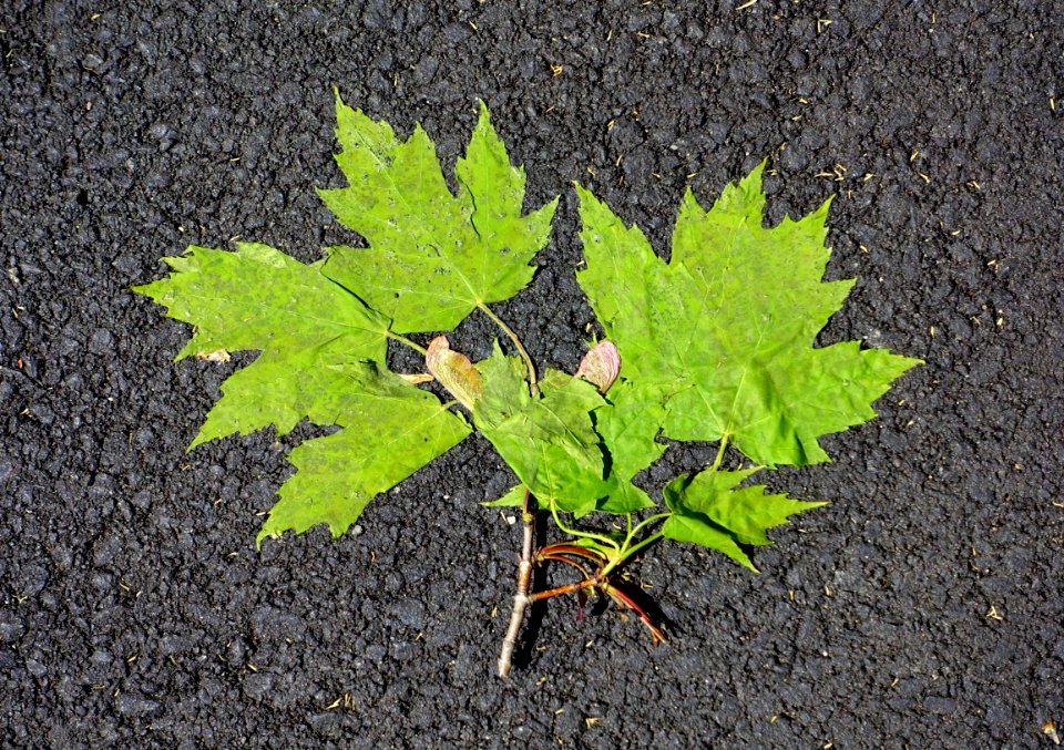 Maple leaves - Arlington, MA - DSC02124